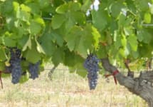 Domaine Vindemio Winery Image