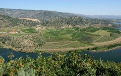 Quinta do Vale Meao The Douro Valley Vineyard Winery Image