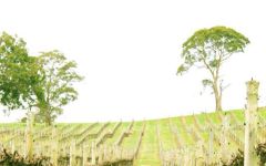 Sidewood  Winery Image