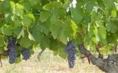 Domaine Vindemio Winery Image
