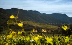Espelt The Mountain Vineyard Winery Image
