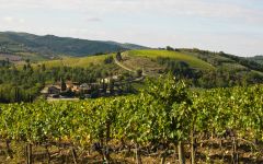 Cafaggio  Winery Image
