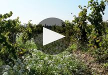 Montirius  Winery Video